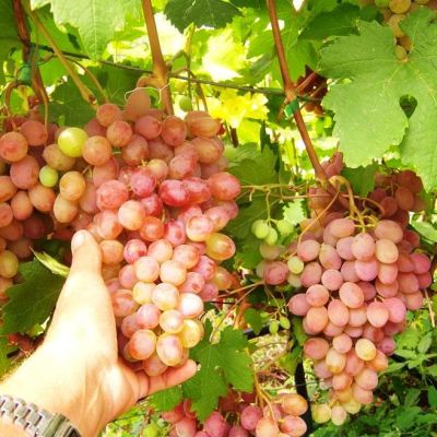Виноград Румба Виноград Румба фото