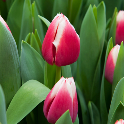 Тюльпан Дач Дизайн Тюльпан Дач Дизайн - Dolina-Sad.Ru