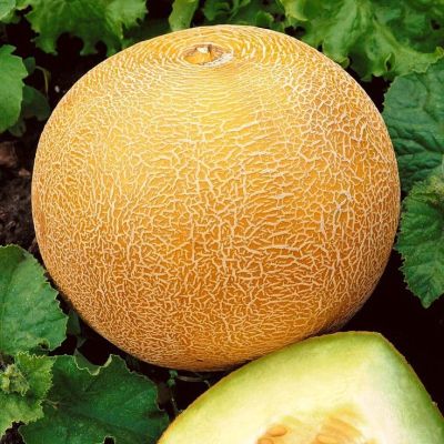 Дыня Идиллия Дыня Идиллия фото