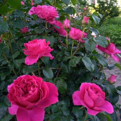 Роза Кейт Роза Кейт - Dolina-Sad.Ru