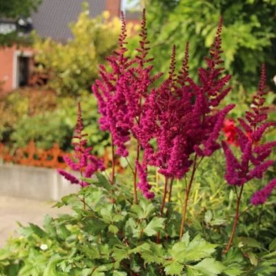 Астильба Висионс ин Ред Астильба Висионс ин Ред фото