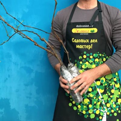 Виноград кишмиш Мечта Виноград кишмиш Мечта - Dolina-Sad.Ru