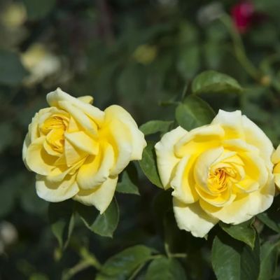 Роза Римоса Клаймбинг Роза Римоса Клаймбинг - Dolina-Sad.Ru