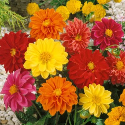 Георгина Микс Орандж/Уайт/Ред Георгина Микс Орандж/Уайт/Ред - Dolina-Sad.Ru