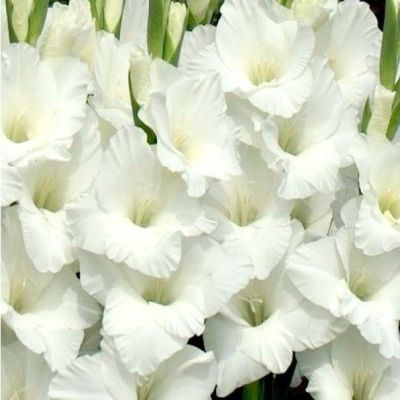 Гладиолус Амстердам - Dolina-Sad.Ru