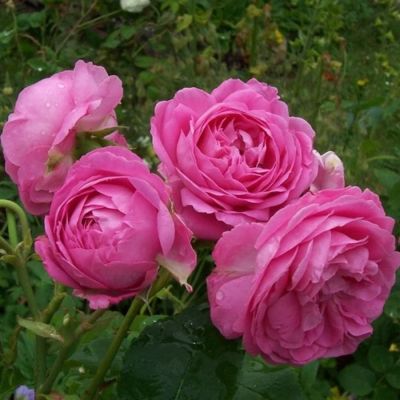 Роза Луис Одьер - Dolina-Sad.Ru