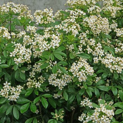 Шуазия тройчатая Шуазия тройчатая - Dolina-Sad.Ru