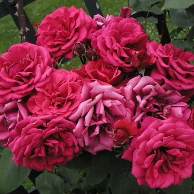 Роза Хайдельберг Роза Хайдельберг фото