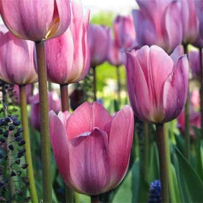 Тюльпан Лайт энд Дрими Тюльпан Лайт энд Дрими фото