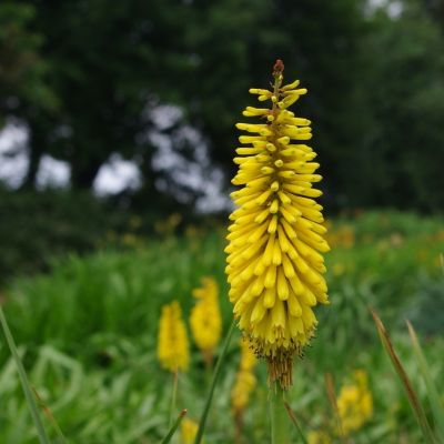 Книфофия Министр Вершуур Книфофия Министр Вершуур - Dolina-Sad.Ru