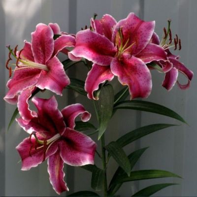 Лилия Метрополитен Лилия Метрополитен фото