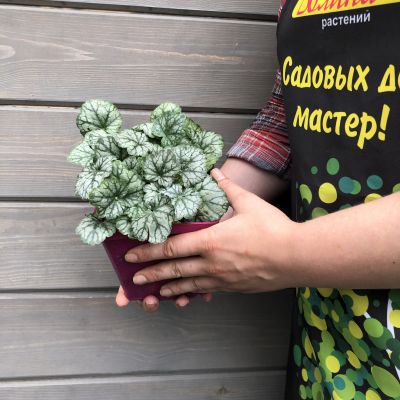 Гейхера Пепперминт Спайс , С1,5 Гейхера Пепперминт Спайс , С1,5 фото