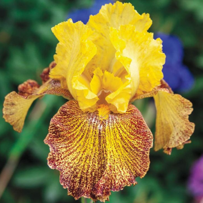 Ирис Еллоу Браун Ирис Еллоу Браун фото