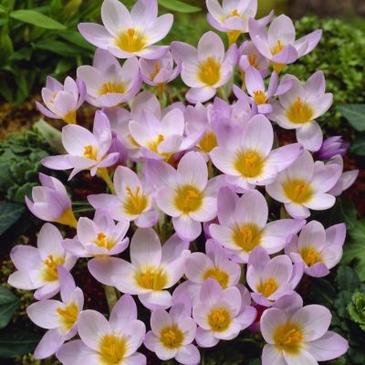 Крокус Файрфлай Крокус Файрфлай - Dolina-Sad.Ru