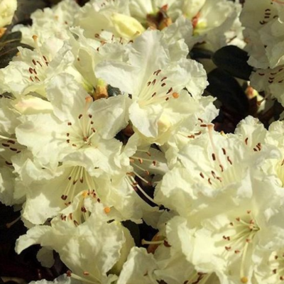 Рододендрон Крим Крест фото