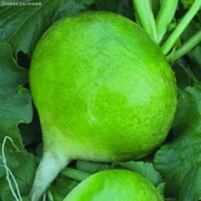 Редька Маргеланская фото