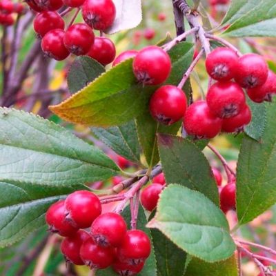 Арония красная (арбутолистная) Бриллиант Арония красная (арбутолистная) Бриллиант - Dolina-Sad.Ru