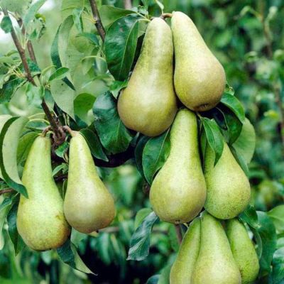 Набор 25 тюльпанов лилиецветных Набор 25 тюльпанов лилиецветных фото