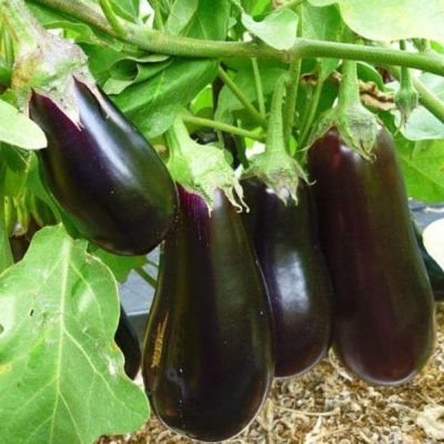 Баклажан Икорный Баклажан Икорный фото