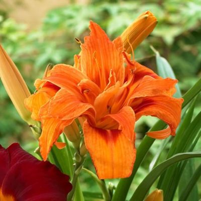 Лилейник Дабл Оранж Зефир - Dolina-Sad.Ru