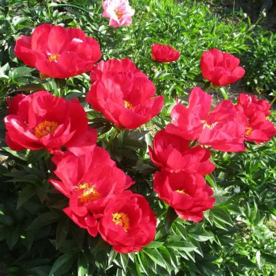 Пион Блэйз - Dolina-Sad.Ru