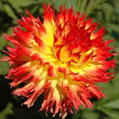 Георгина Пайнлендс Пэм Георгина Пайнлендс Пэм фото