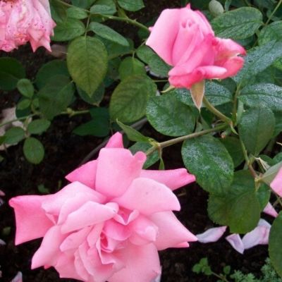 Роза Утро Москвы Роза Утро Москвы - Dolina-Sad.Ru