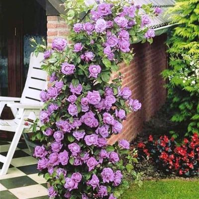 Роза Виолетт Парфюм Роза Виолетт Парфюм фото