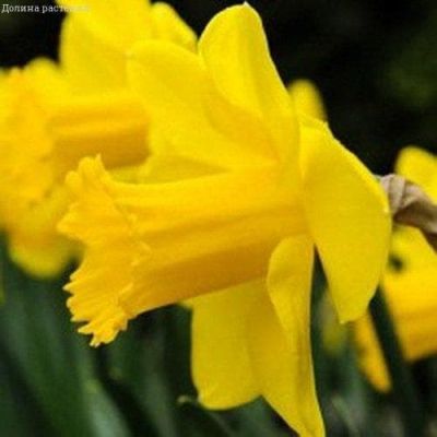 Нарцисс Карлтон Нарцисс Карлтон фото