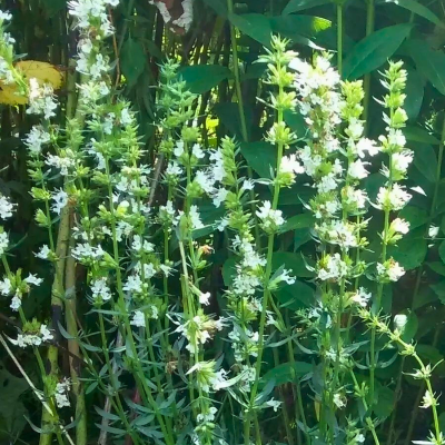 Иссоп лекарственный Иней Иссоп лекарственный Иней фото