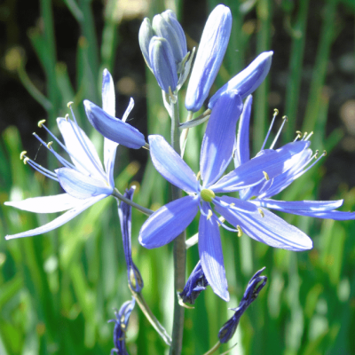 Камассия Лейхтлина Каерулеа Камассия Лейхтлина Каерулеа фото