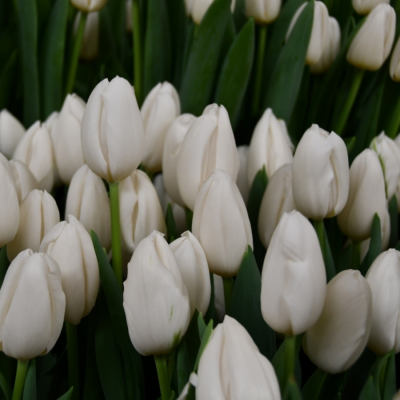 Тюльпан Сноуборд Тюльпан Сноуборд - Dolina-Sad.Ru