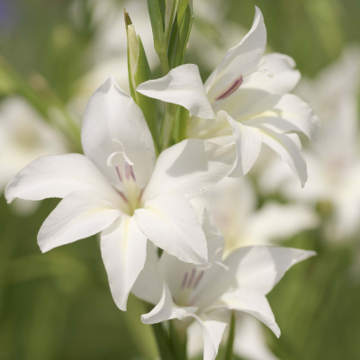 Гладиолус Альбус Гладиолус Альбус фото