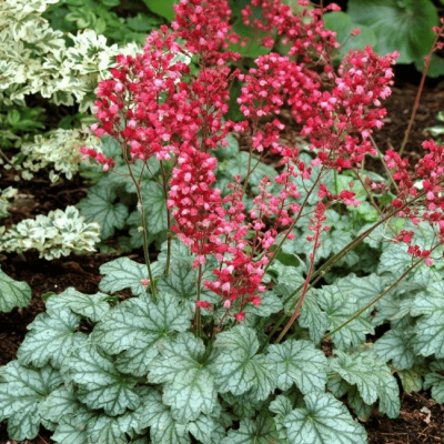 Гейхера Пепперминт Спайс , С1,5 Гейхера Пепперминт Спайс , С1,5 фото