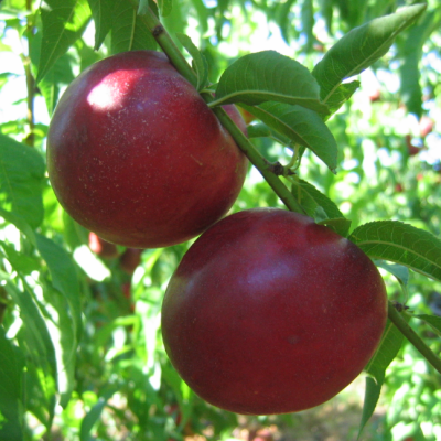 Нектарин Созвездие фото