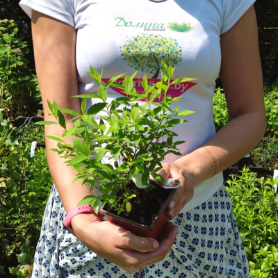 Спирея японская Альбифлора фото