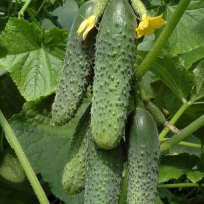 Огурец Кураж F1 автор. Огурец Кураж F1 автор. - Dolina-Sad.Ru
