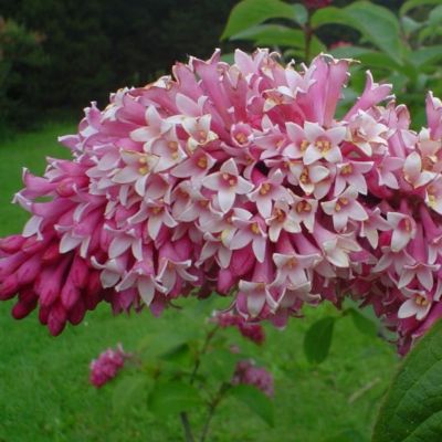 Сирень Мисс Канада Сирень Мисс Канада - Dolina-Sad.Ru