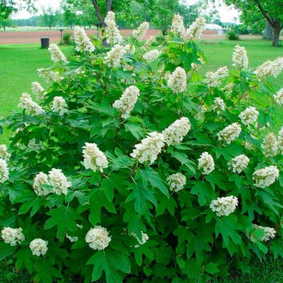 Гортензия дуболистная Айс Кристал Гортензия дуболистная Айс Кристал - Dolina-Sad.Ru