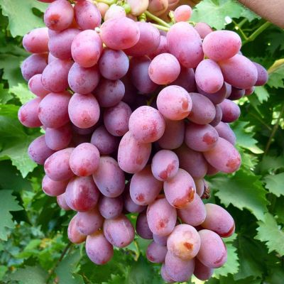 Виноград Ризамат - Dolina-Sad.Ru