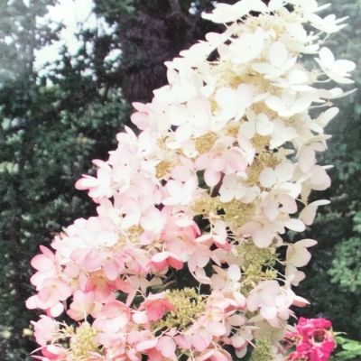 Гортензия метельчатая Ангел Блаш - Dolina-Sad.Ru