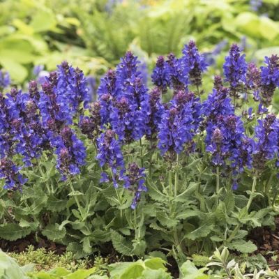 Шалфей Блю Марвел Шалфей Блю Марвел - Dolina-Sad.Ru