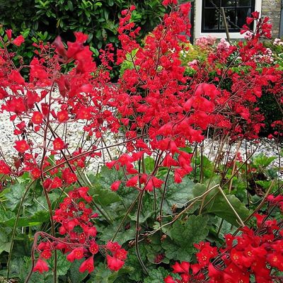 Гейхера кроваво-красная - Dolina-Sad.Ru