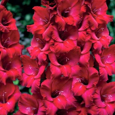 Гладиолус Ферст Блад Гладиолус Ферст Блад - Dolina-Sad.Ru