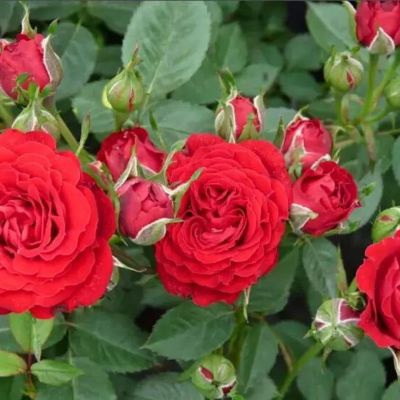 Роза Ален Роза Ален - Dolina-Sad.Ru