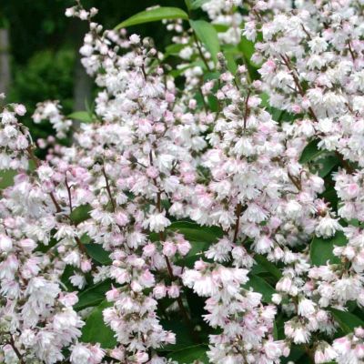 Дейция шершавая Розеа Плена Дейция шершавая Розеа Плена фото