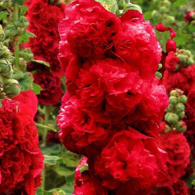 Шток-роза Дабл Ред Шток-роза Дабл Ред фото