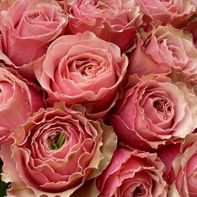 Роза Белиз - Dolina-Sad.Ru