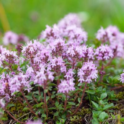 Тимьян ползучий , P9 Тимьян ползучий , P9 фото