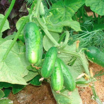 Огурец Само совершенство F1 Огурец Само совершенство F1 фото